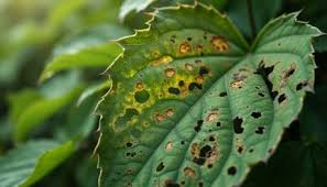 Cropix crop disease detection and community mobile app